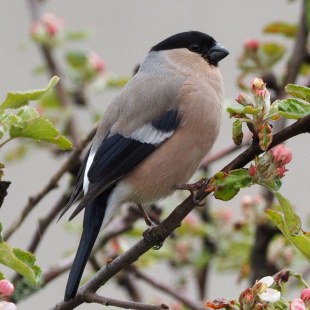 Gimpel-Weibchen auf einem grünen Ast mit Blütenknospen | © Ludwig Holl
