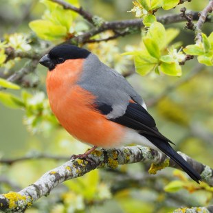 Gimpel-Männchen auf einem grünen Ast | © Ludwig Holl