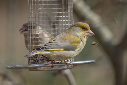 Zwei Grünfinken sitzen an einem aufgehängten Futtersilo | © Thomas Bergmann