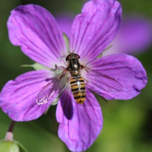 Hainschwebfliege | ©  Dr. Eberhard Pfeuffer