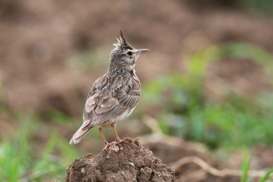 Haubenlerche | © Zdenek Tunka