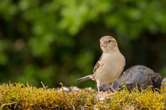 Haussperling Weibchen | © Brigitte Umkehr