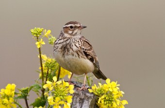 Heidelerche | © Rosl Rößner