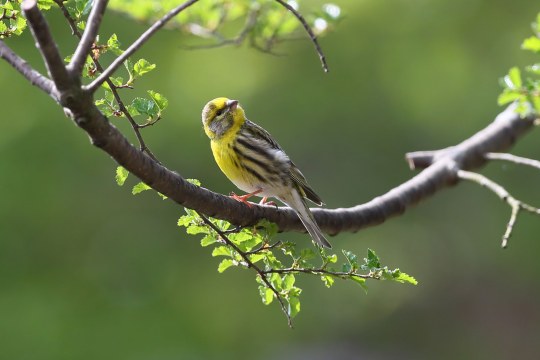 Leuchtend gelber Girlitz auf einem grünen Ast | © Holger Teichmann