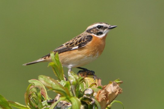 Bedrohtes Braunkehlchen | © Z. Tunka