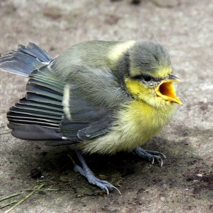 Junge Blaumeise | © Waltraud Strauss