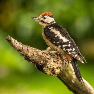 Junger Buntspecht auf einem Ast | © Stefan Langer
