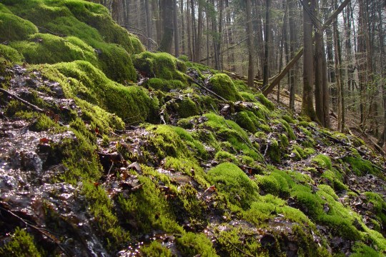 moosbewachsene Kalktuffterrassen im Wald | ©Zoran Jokic