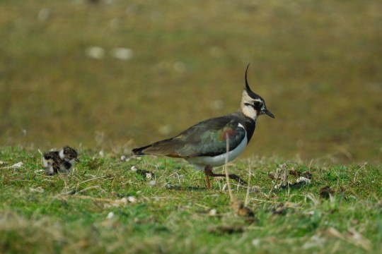 Kiebitz läuft auf einer Wiese, hinter ihm ein Kiebitz-Jungvogel | © Henning Werth