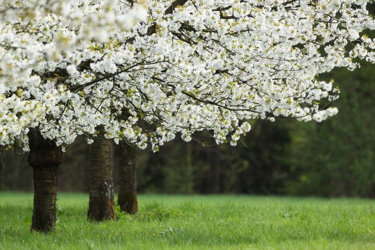 Kirschbäume in voller Blüte auf einer Wiese | © Claudia Becher