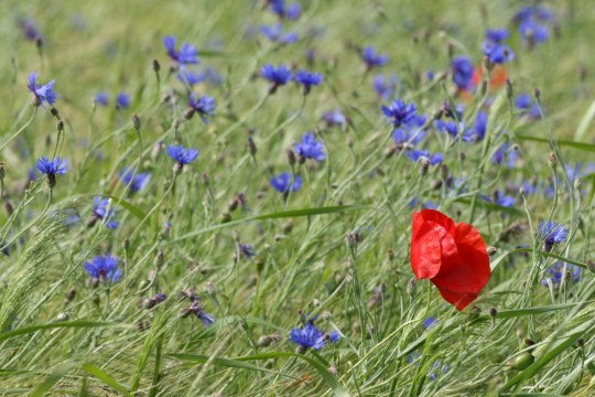 Viele Kornblumen und eine Klatschmohnpflanze auf einer Wiese | © Hans-Joachim Fünfstück