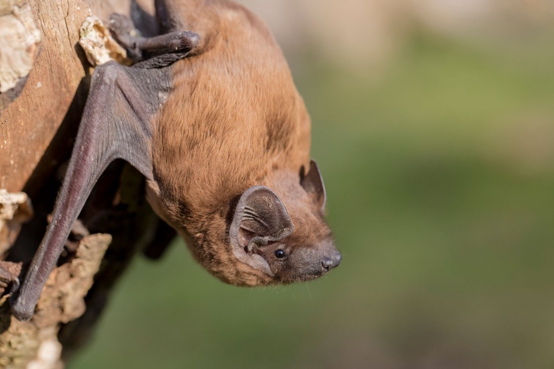 Fledermaus| © Ralph Sturm