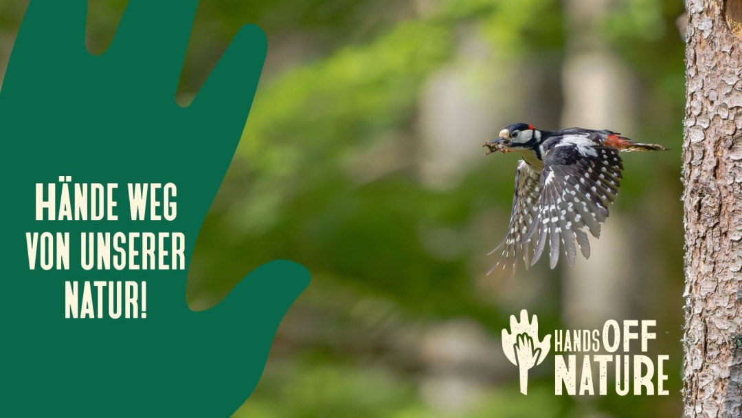 Buntspecht fliegt mit Nahrung im Schnabel durch den Wald | © Stefan Urlbauer_