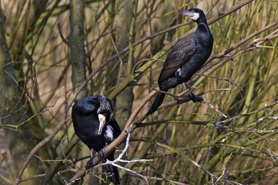 Zwei Kormorane im Geäst | © Marcus Bosch