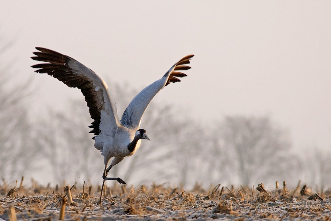 Kranich nimmt Anlauf für Abflug | © Hans Clausen