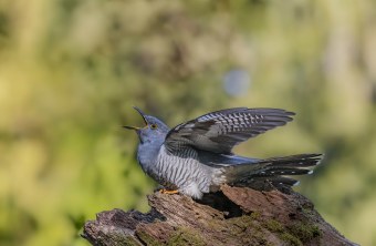 Ein rufender Kuckuck sitzt auf einem Baumstamm und zeigt seine beeindruckenden Flügel | © Ansgar Forster
