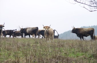 LBV Schutzgebiet Grubenfelder Leonie mit Heckenrindern | © Julia Römheld