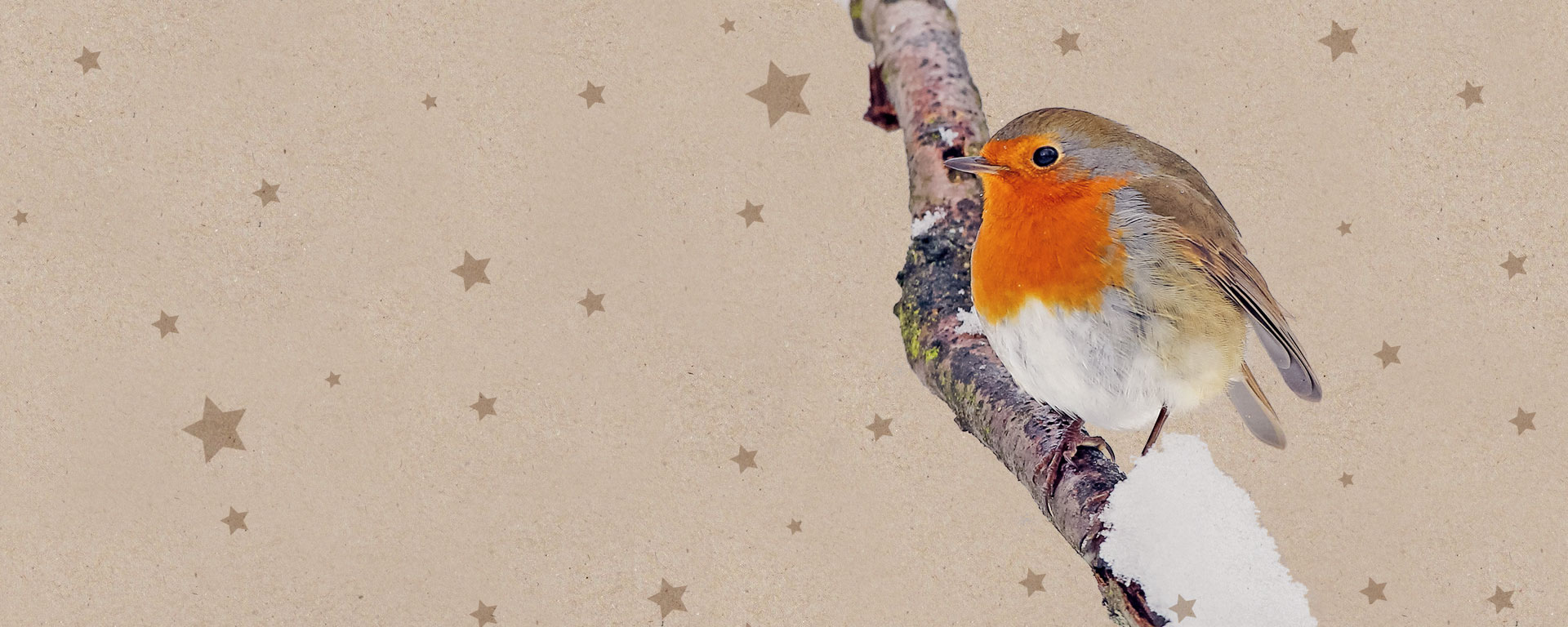 LBV Weihnachten Geschenkpatenschaften Rotkehlchen auf weihnachtlichem Hintergrund mit Sternen | © LBV