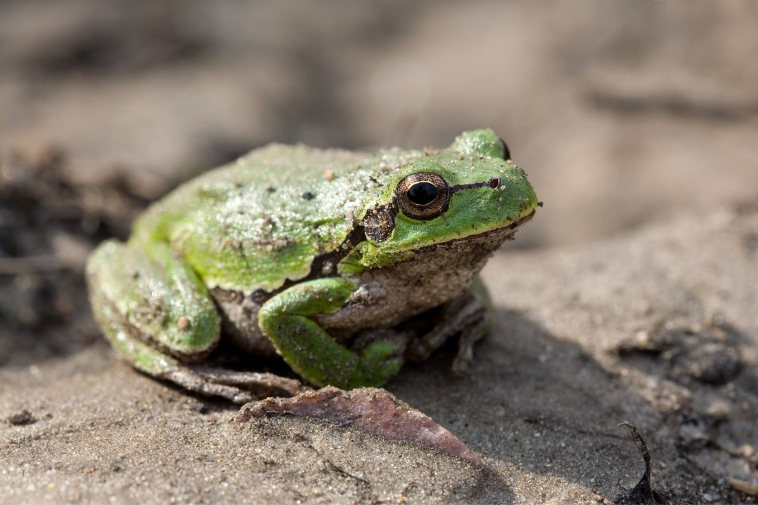 Laubfrosch | © Frank Derer