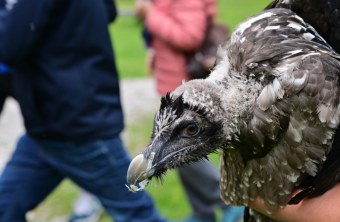 Luisa Bartgeier | © Hansruedi Weyrich