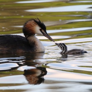 Haubentaucher im Wasser mit einem Jungvogel | © Lydia Geisenberger