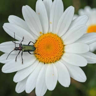 Margerite Leucanthenum vulgare mit  Bockkaefer (Acmaeops collaris) | ©  Dr. E. Pfeuffer