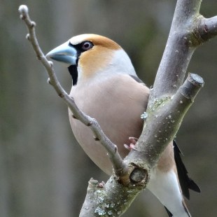 Kernbeißer | © Maria Bauer