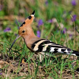 Wiedehopf | © Matthias Meyer