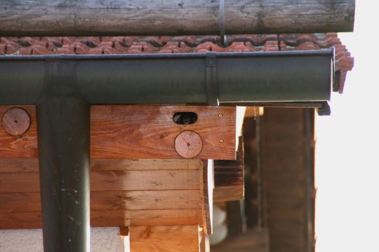 Mauersegler an seinem Nistplatz in einem Dach | @ Richard Straub