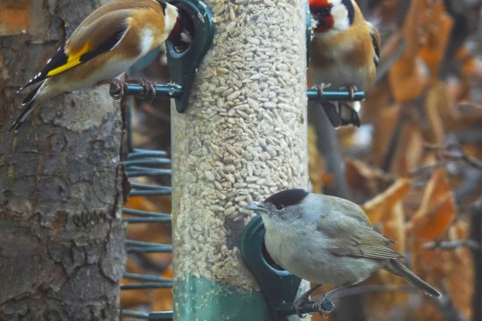 Männliche Mönchsgrasmücke sitzt an einer Futtersäule am unteren Loch, darüber sitzen zwei Stieglitze und fressen auch aus der Säule | © Gabriele Klassen