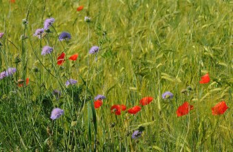 Ackerrain | © Eberhard Pfeuffer