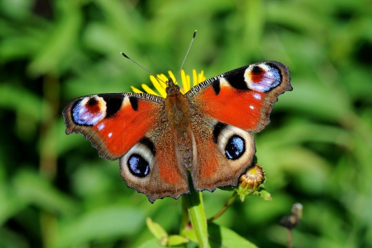 Tagpfauenauge | © Eberhard Pfeuffer