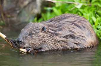 Biber | © Markus Glaessel