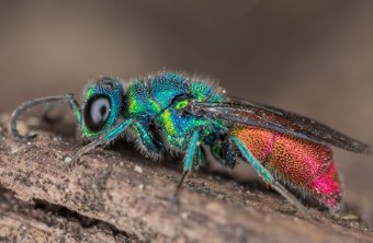 Gemeine Goldwespe | © Ralph Sturm