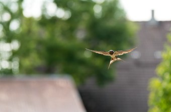 Fliegende Rauchschwalbe | © Dr. Olaf Broders