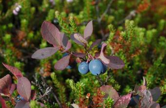 Rauschbeere - Vaccinium uliginosum | © Eva Schubert