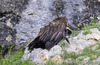 Recka putzt sich eine Feder | © Markus Leitner