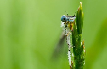 Coburg | © Reiner Hermes (Coburg)