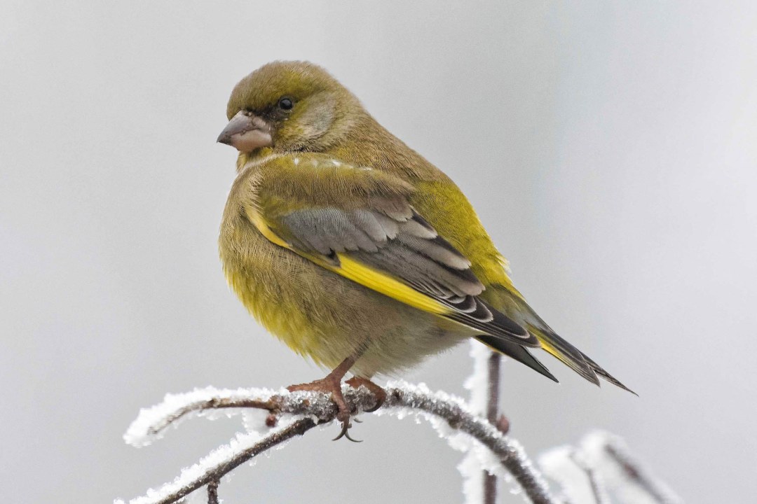 Grünfink auf einem mit Frost besetztem Ast | © Roland Bönisch