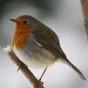 Nahaufnahme Rotkehlchen | © Marion Weinert