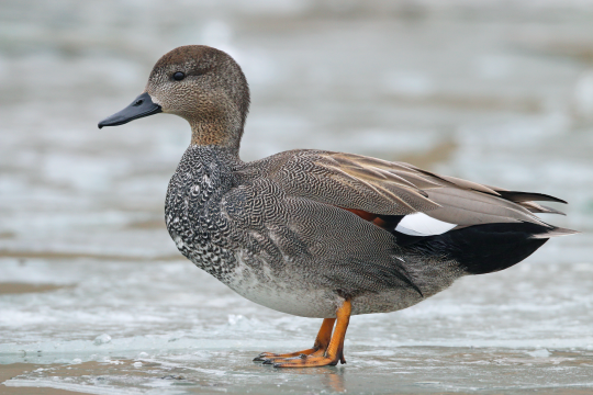 Schnatterente-Männchen im Profil | © Frank Derer