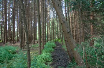 Fichtenriegel im LBV-Schutzgebiet Schneybachtal | © Julia Römheld