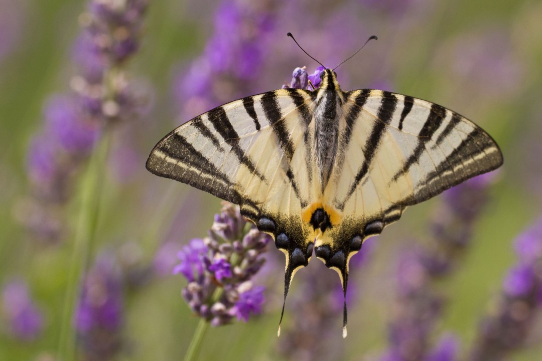 Segelfalter | © Andreas Hartl