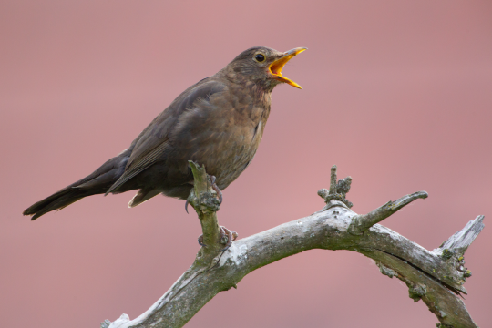 Singende Amsel sitzt auf einen Ast | © Rosl Roessner
