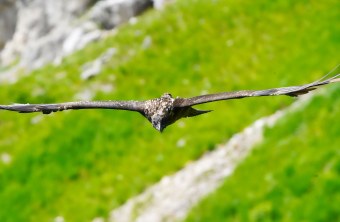 Bartgeier Sisi | © Christian Steiger