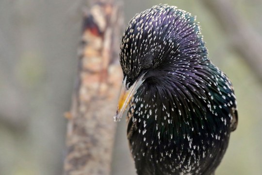 Nahaufnahme Star frontal | © Carl-Peter Herbolzheimer