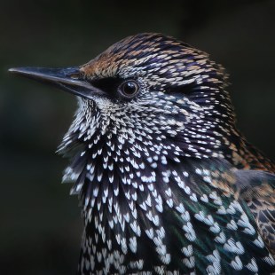 Porträt Star | © Jost Michelmann