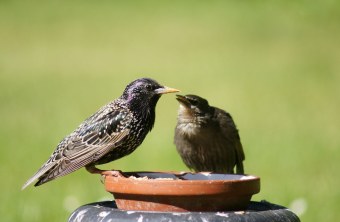 Star und Jungvogel an einem Blumentopfuntersetzer mit Futter | © Manfred Kraemer
