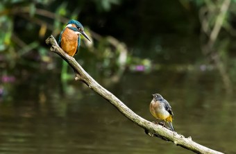 Eisvogel und Bachstelze | © Steffen Hofmann