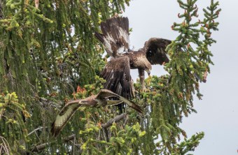 Steinadler vertreibt Mäusebussard auf einem Nadelbaum | © Harald-Farkaschovsky